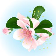 Blooming sakura Vector inflorescence of cherry N5