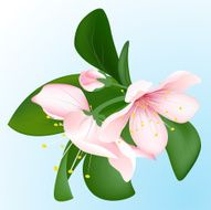Blooming sakura Vector inflorescence of cherry N6