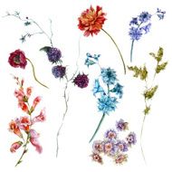 Set of watercolor wildflowers sprigs leaves separately flower N2