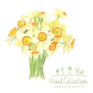 Bouquet of watercolor narcissus