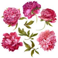 Set of watercolor dark pink peonies separate flower leaf sprigs