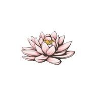 Vector lotus flower