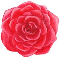 Watercolor red rose N7