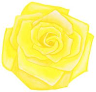 Yellow watercolor rose