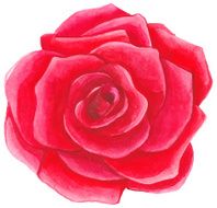 Watercolor red rose N9