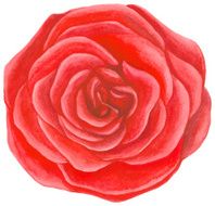 Watercolor red rose N10