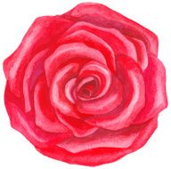 Watercolor red rose N12
