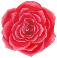Red Watercolor rose N8