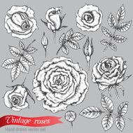Set of roses and leaves hand drawn vector illustration