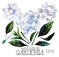 Watercolor gardenia set