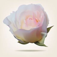 pink rose N6