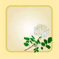 Golden frame with white rose vector