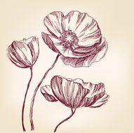 poppies hand drawn vector llustration realistic sketch N2