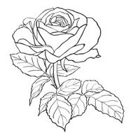 Sketch rose branch