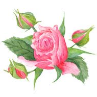 Rose Buds Botanical Illustration
