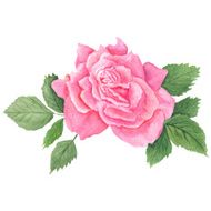 Pink Rose Botanical Illustration