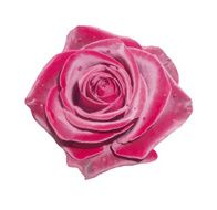 Red rose (vector)