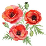 Vector bouquet of red watercolor poppy flowers