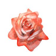 Rose flower watercolor N2