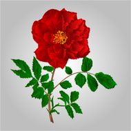 Red Rose Vector N4