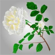 White roses vector