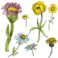 vector set of flowers and leaves N3