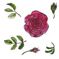 vector set of flowers and leaves N4