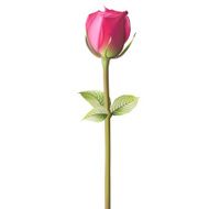 Orange red Rose EPS 10 N2