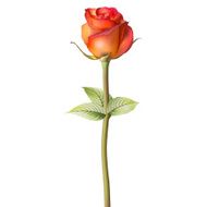 Orange red Rose EPS 10 N3