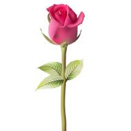 Orange red Rose EPS 10 N4