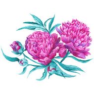 Pink Peony Botanical Illustration