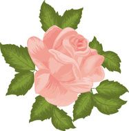 Pink rose in vintage style