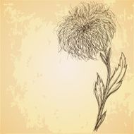 Sketch of chrysanthemum flower on grungy texture