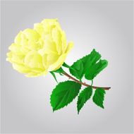Rose yellow flower vector