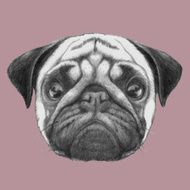Hand drawn portrait of Pug Dog