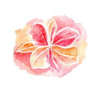 vector watercolor pink flower