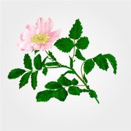 Flower eglantine vector