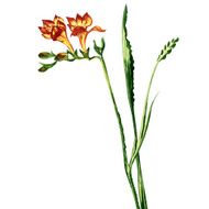 Beautiful freesia flower isolated watercolor painting