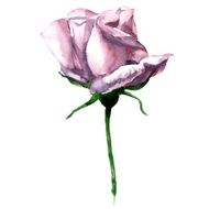 Beautiful single pink watercolor rose isolated on white background
