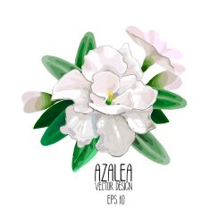 Azalea vignette N2