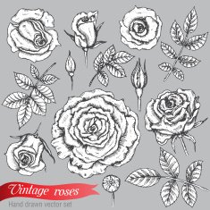 Set of roses and leaves hand drawn vector illustration