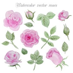 Watercolor roses elements set leaves and flowers