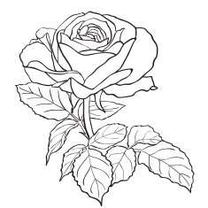 Sketch rose branch
