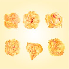 Tea roses vector