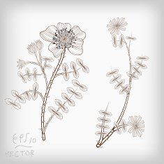 Floral Elements background for design EPS10 Vector