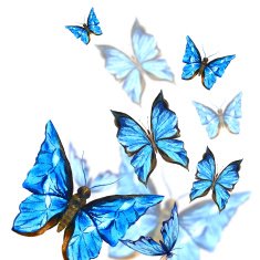 Watercolor butterflies on a white background greeting card