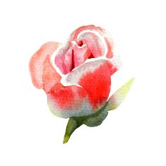 Rosebud watercolor N2