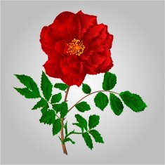 Red Rose Vector N4