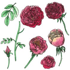 vector set of flowers and leaves N2