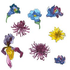 vector set of flowers and leaves N5